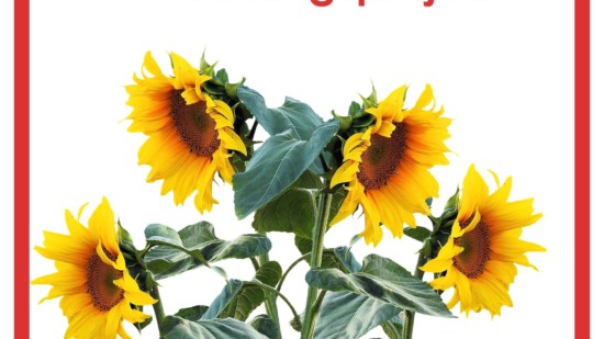 Sonnenblumen Förderung